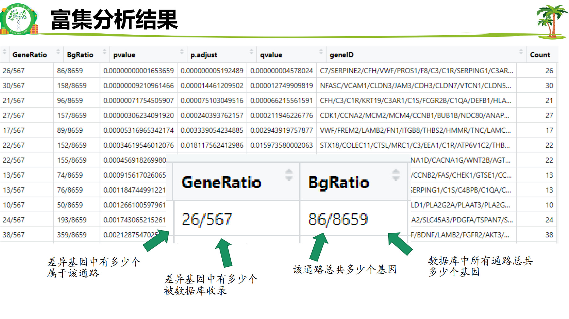 富集分析结果