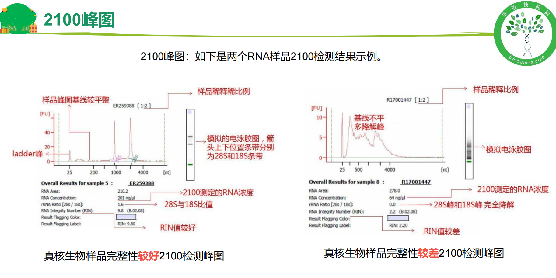 纯度和完整性检验