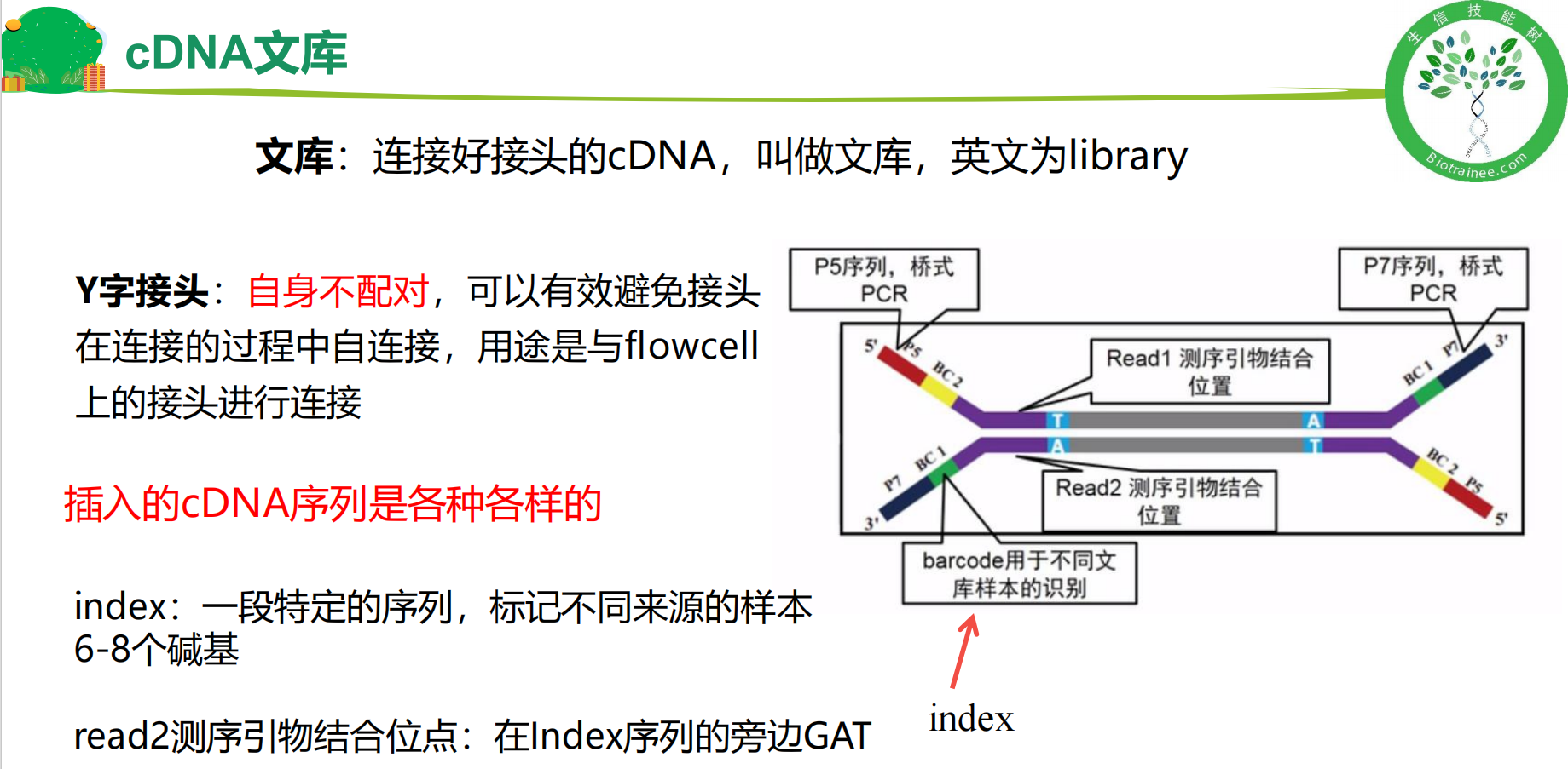 cDNA文库构建，画红框的部分