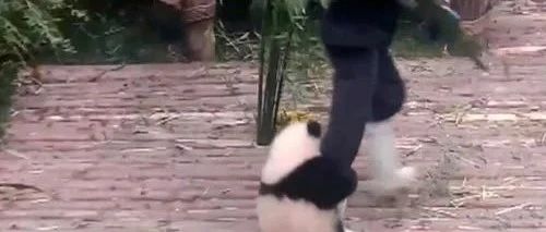 自己不行，别抱大腿！