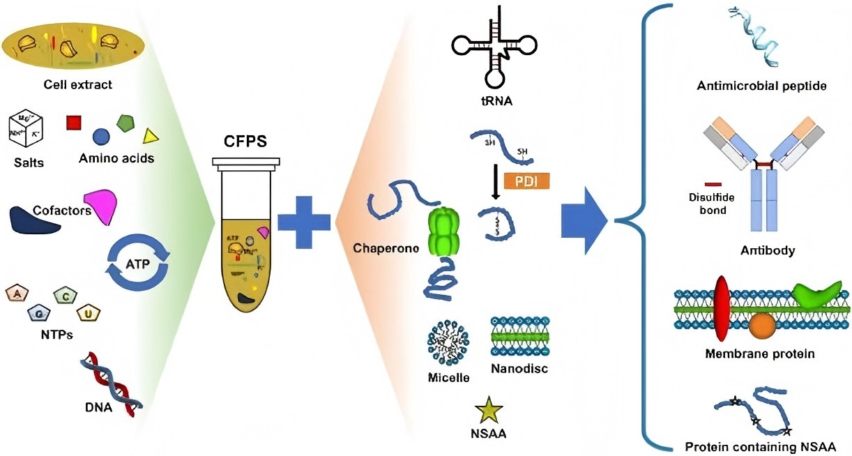 Cell-Free Protein Synthesis