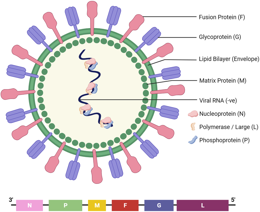 Nipah-virus-NiV