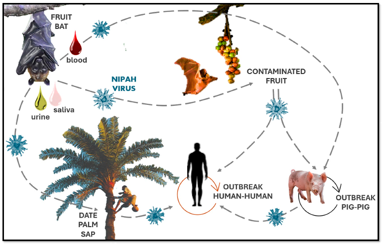 Nipah virus 2