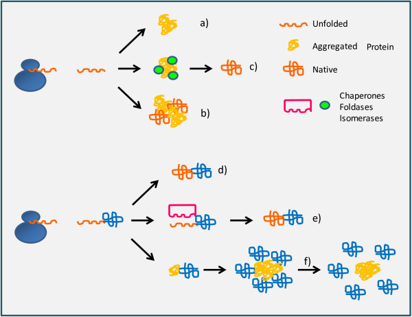 recombinant protein