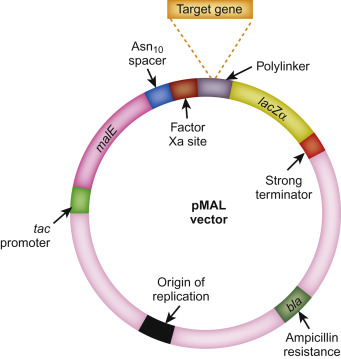 recombinant protein