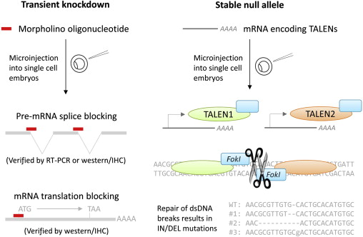 Stable Gene Knockdown Cell Line