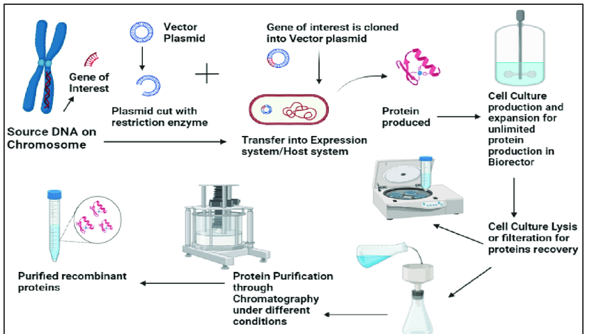 General-methodology-for-recombinant-protein-production-in-expression-system-and-afterward (1)