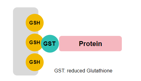 GST标签纯化原理