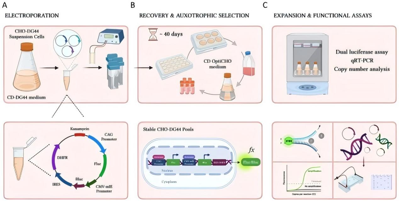 Stable Reporter Cell Line