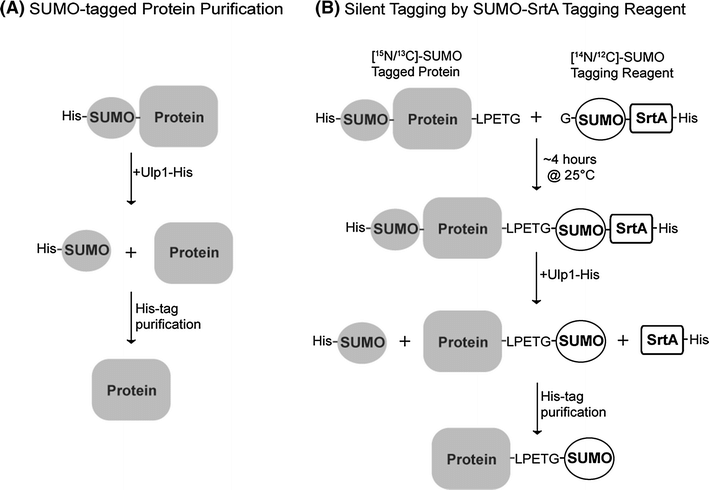 Schematic-of-a-typical-6xHis-SUMO-Protein-purification-and-of-the-Silent-Tagging-reaction