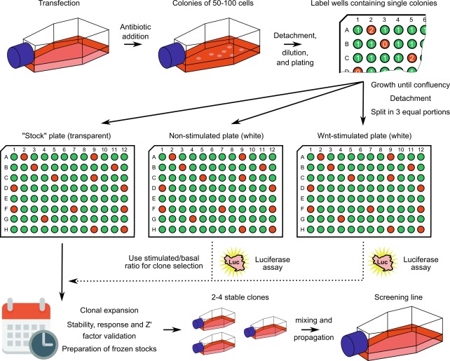 Stable Cell Line service