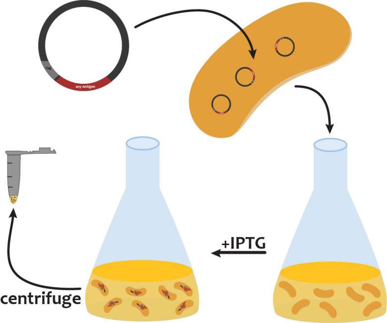 protein expression