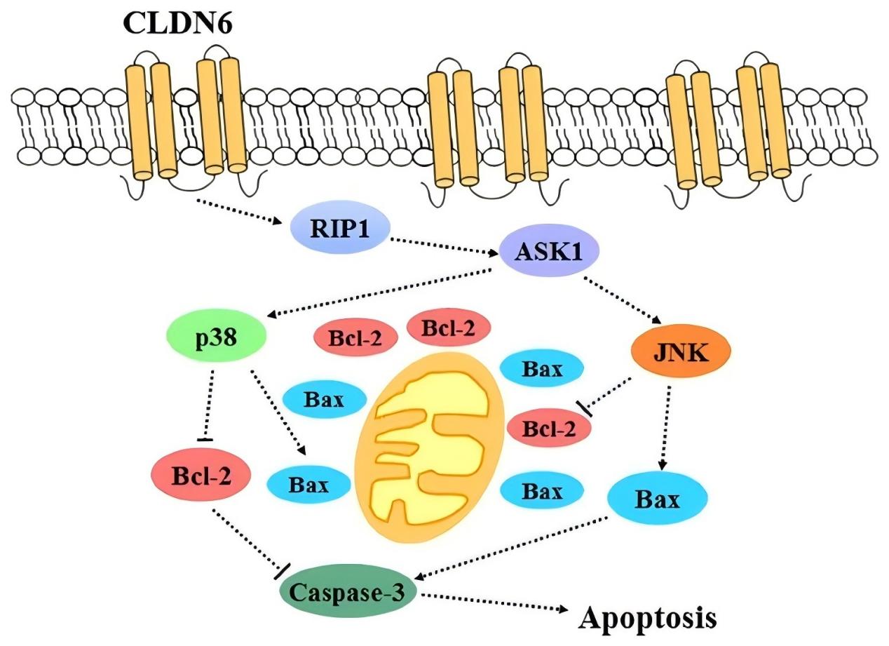 CLDN6蛋白