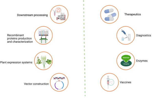 Process-of-recombinant-protein-production-in-plant-system-its-downstream-processing-and