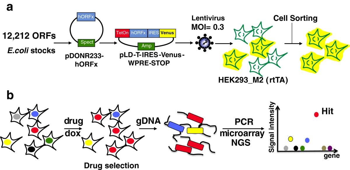 gene over expression cell line(1)