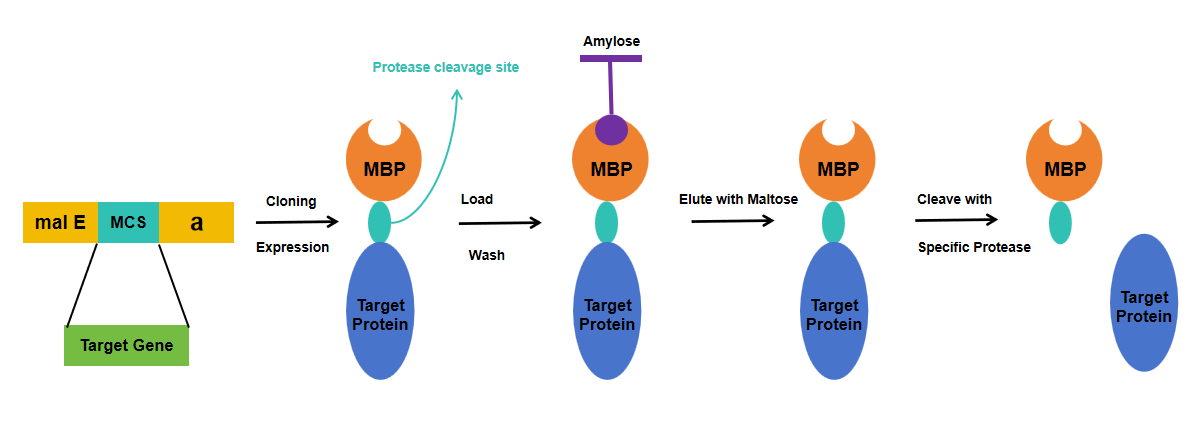 MBP标签纯化原理