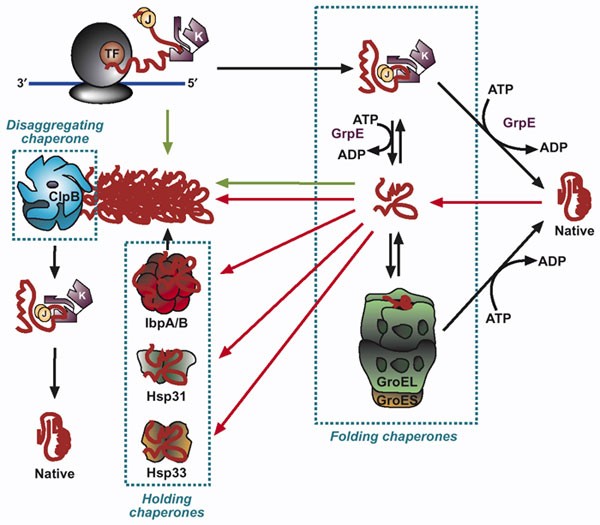 Carrier-Free recombinant proteins