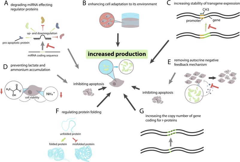 recombinant protein expression