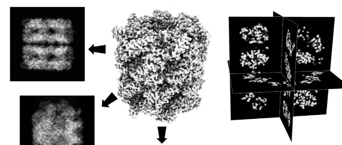 【Mol Cell】分子和细胞生物学中的冷冻电子显微镜（Cryo-EM）（二）