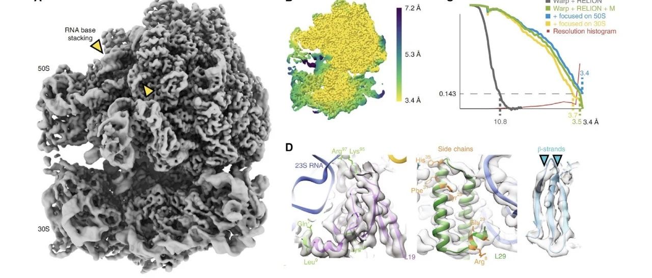 【Mol Cell】分子和细胞生物学中的冷冻电子显微镜（Cryo-EM）（三）