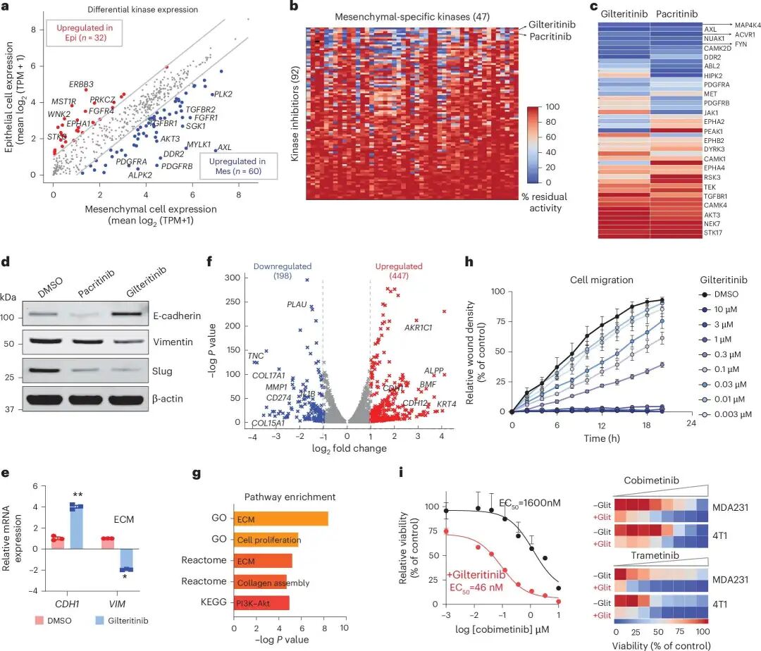 gilteritinib 靶向 mesenchymal-associated kinases，降低 EMT 特征，并增强乳腺癌细胞对 MEK 抑制剂的敏感性。