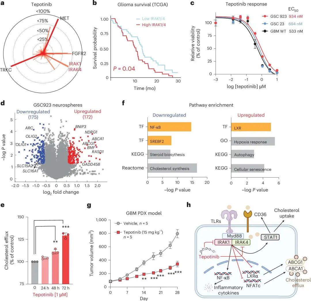 tepotinib 抑制 IRAK1/4，并在 glioma 模型中影响胆固醇代谢、炎症信号和肿瘤生长。