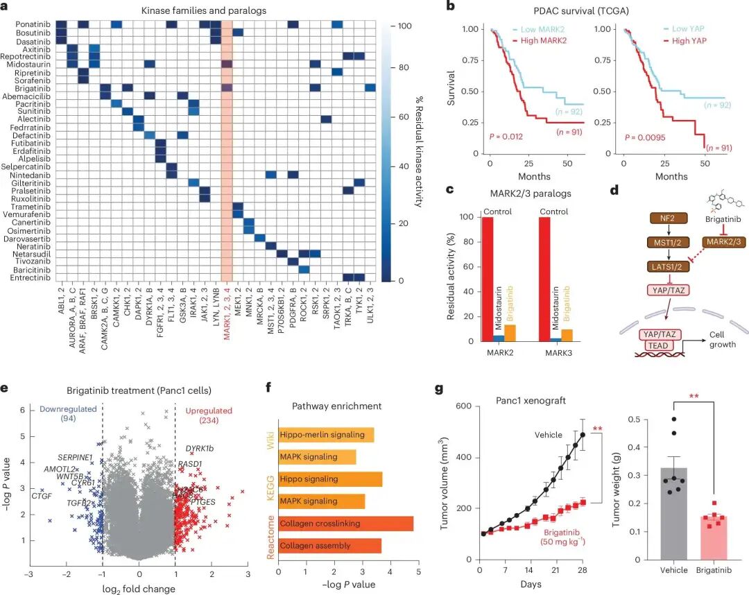 brigatinib 抑制 MARK2/3，并在 pancreatic cancer 模型中影响 Hippo–YAP signaling 和肿瘤生长。