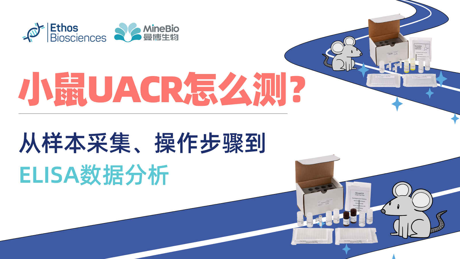 小鼠UACR检测：尿白蛋白与肌酐实验流程|ELISA试剂盒