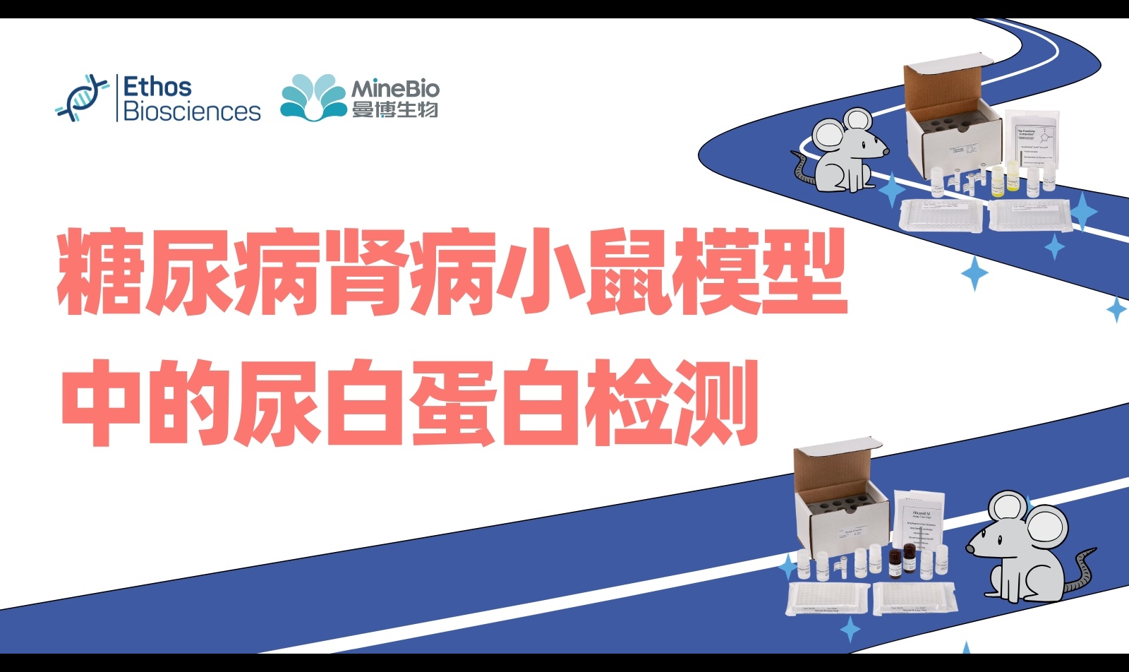 糖尿病肾病小鼠尿白蛋白怎么测？Albuwell M ELISA、UACR计算、样本稀释与标准曲线解析