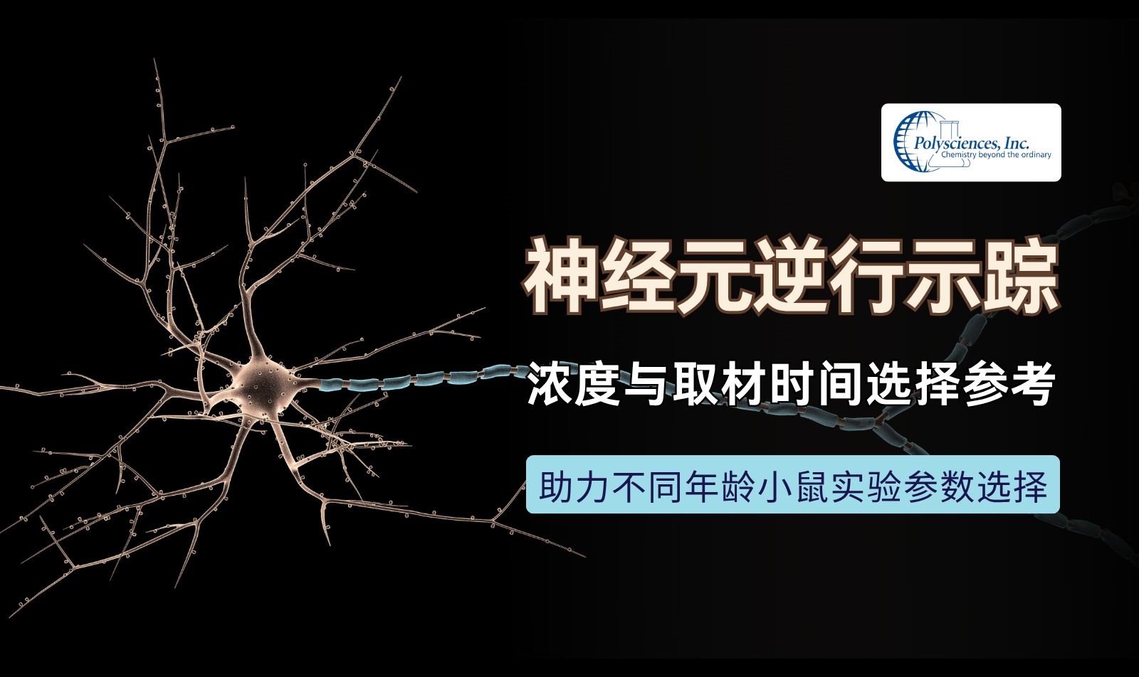 Fast Blue逆行神经示踪浓度怎么选？0.2%/3天与2%/5天的年龄差异、取材时间和标记质量解析