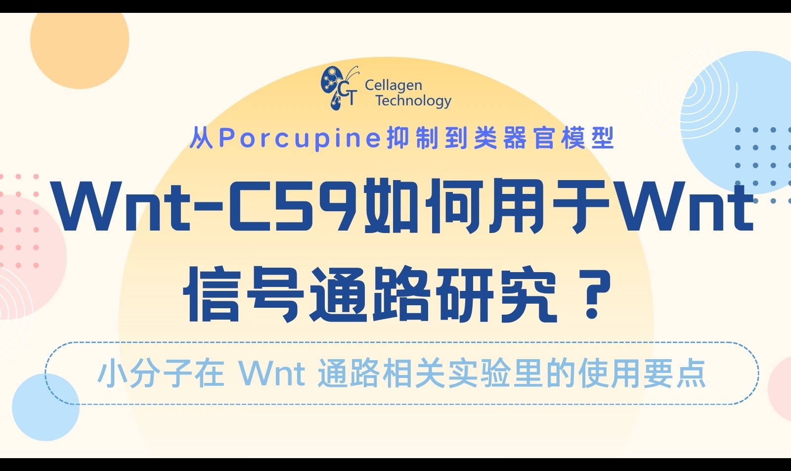Wnt-C59怎么抑制Wnt信号？从PORCN脂酰化、Wnt分泌到CHIR99021对照与类器官实验设计解析
