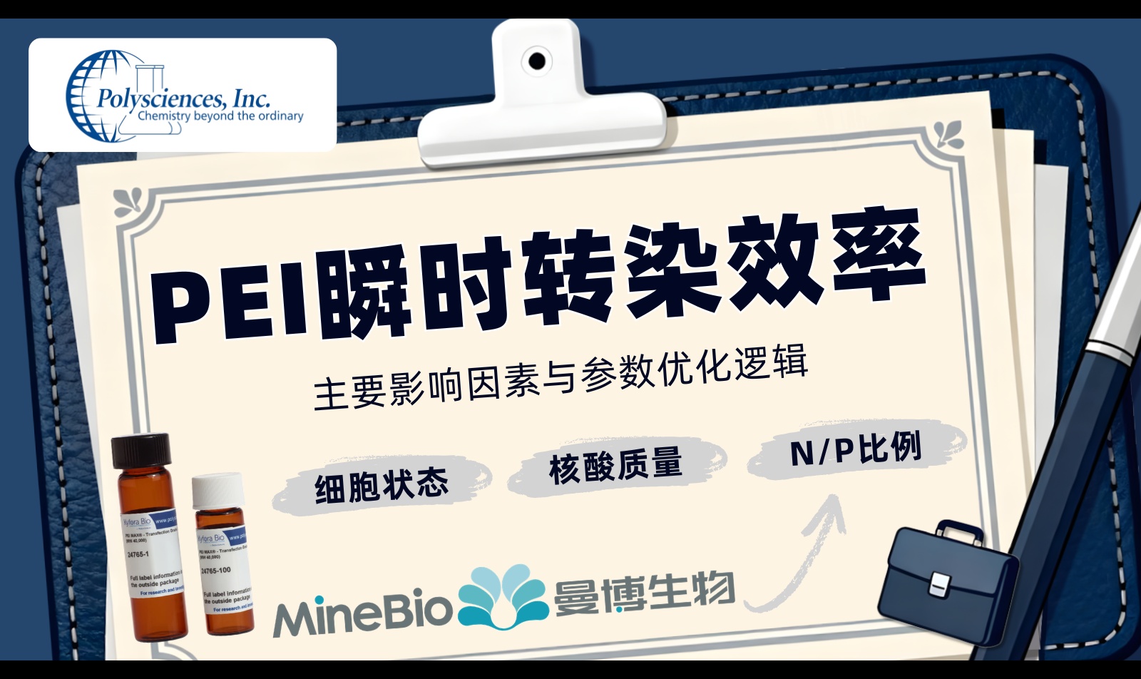 PEI瞬时转染效率的关键参数与优化逻辑|转染试剂