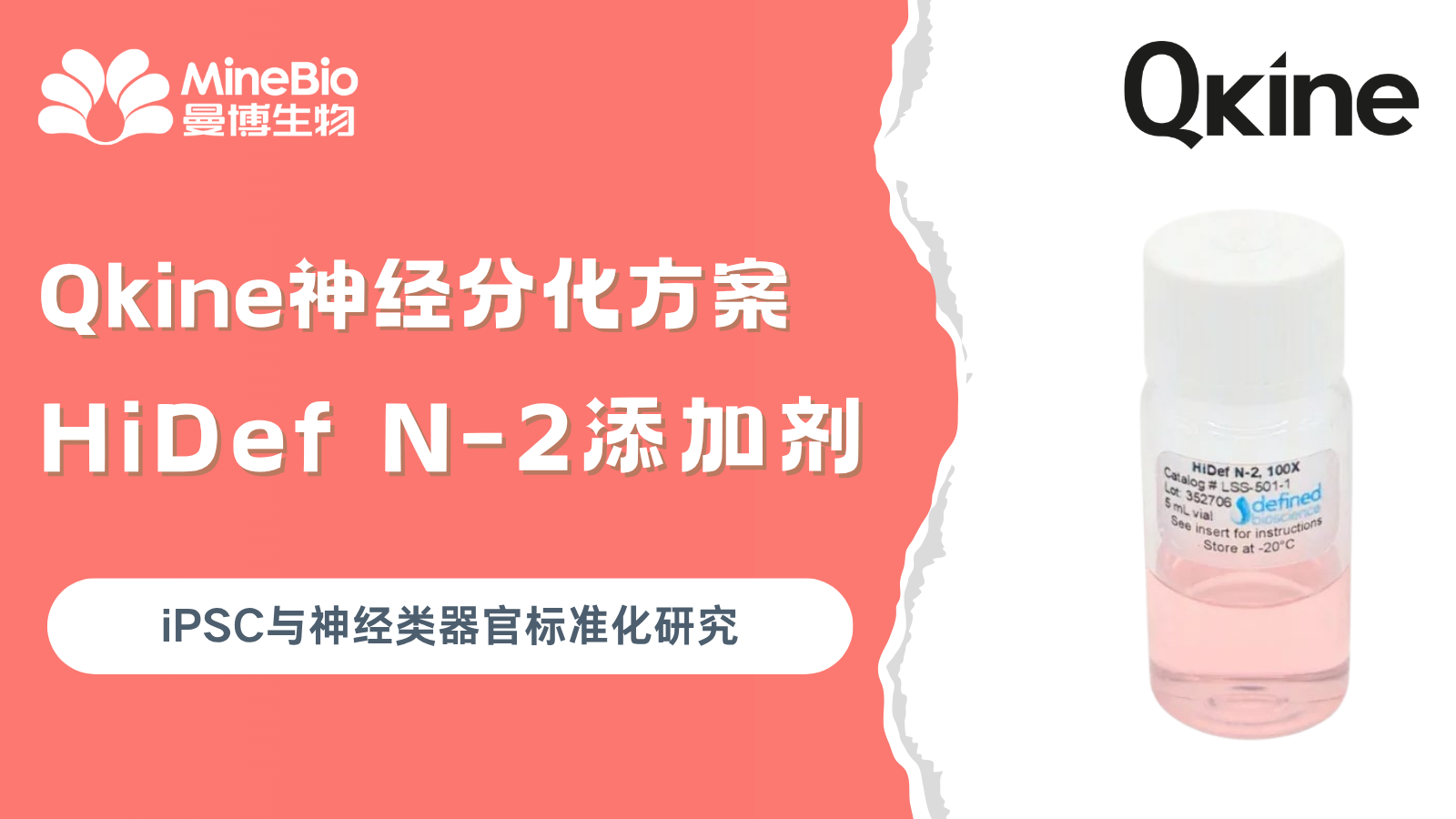 神经分化为什么总不稳定？N-2添加剂、Defined培养体系与iPSC神经类器官重复性解析