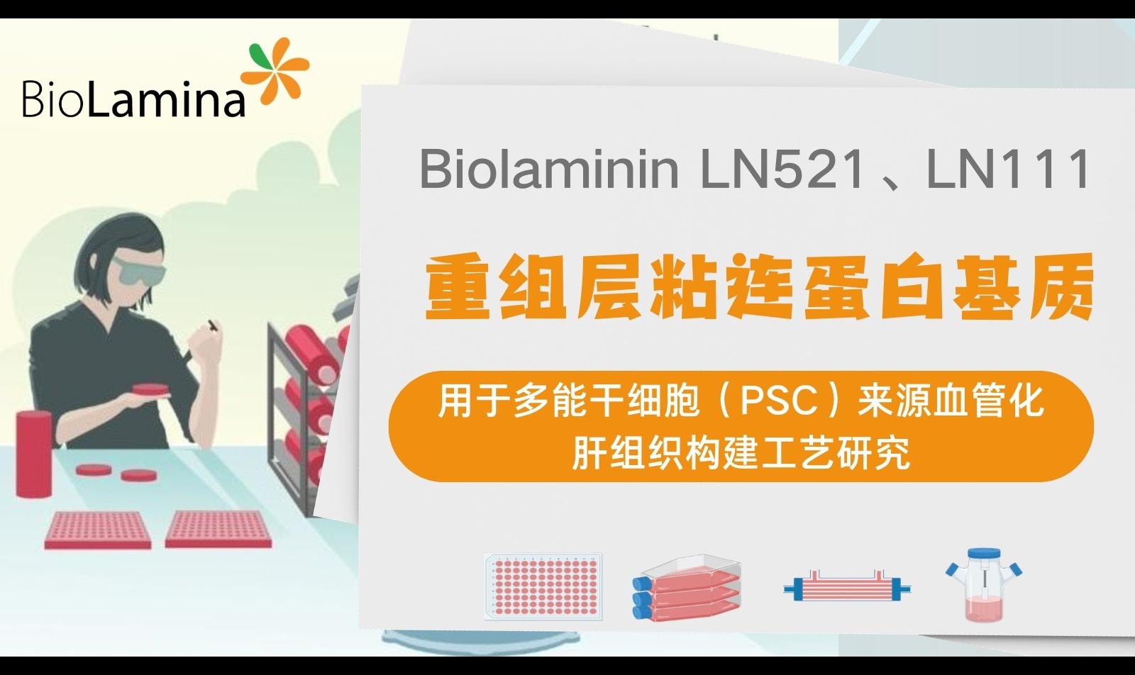 重组层粘连蛋白基质在干细胞来源肝组织构建中的应用与优化|laminin521/LN521/Biolamina