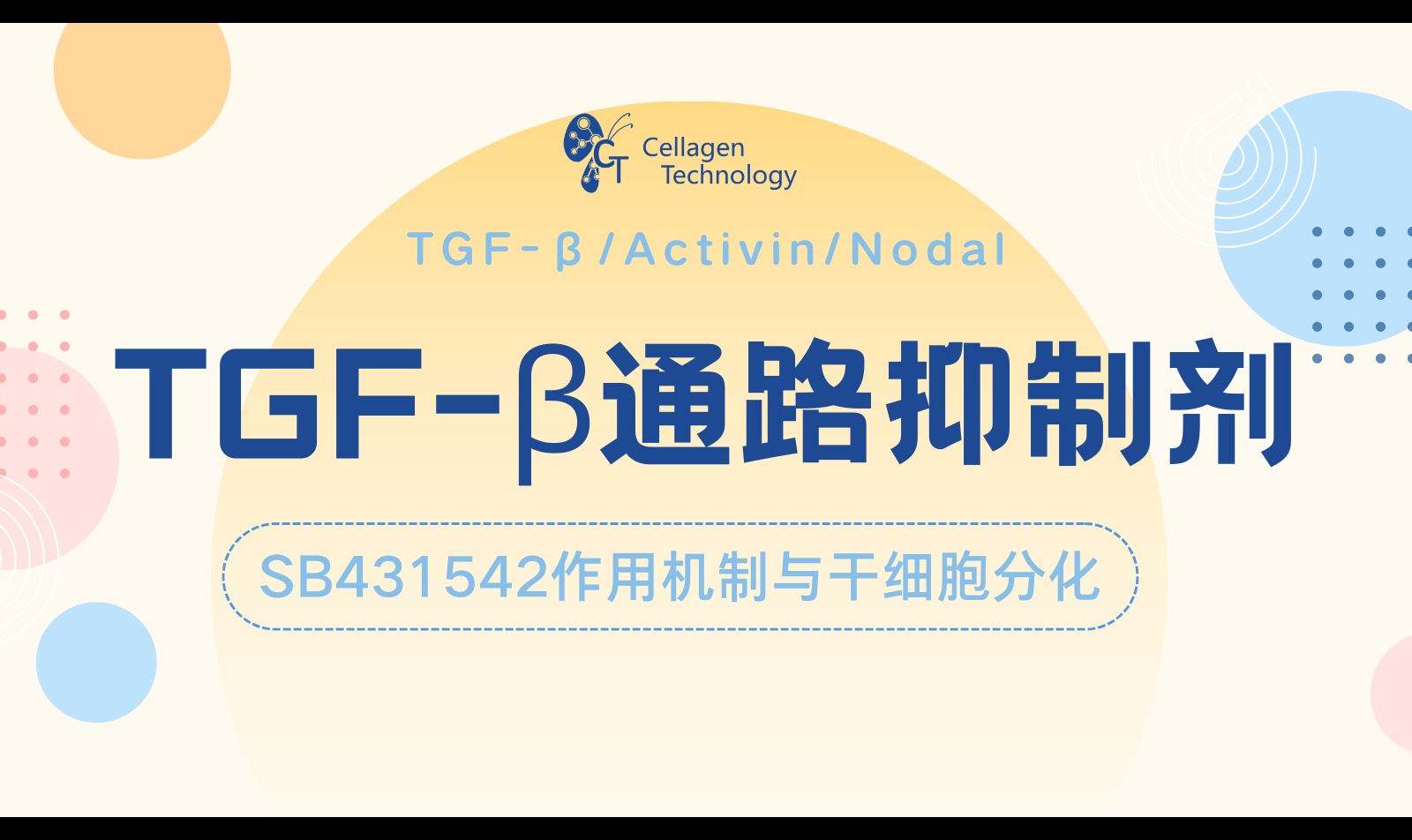 SB431542作用机制与干细胞分化实验设计|ALK抑制剂\小分子抑制剂