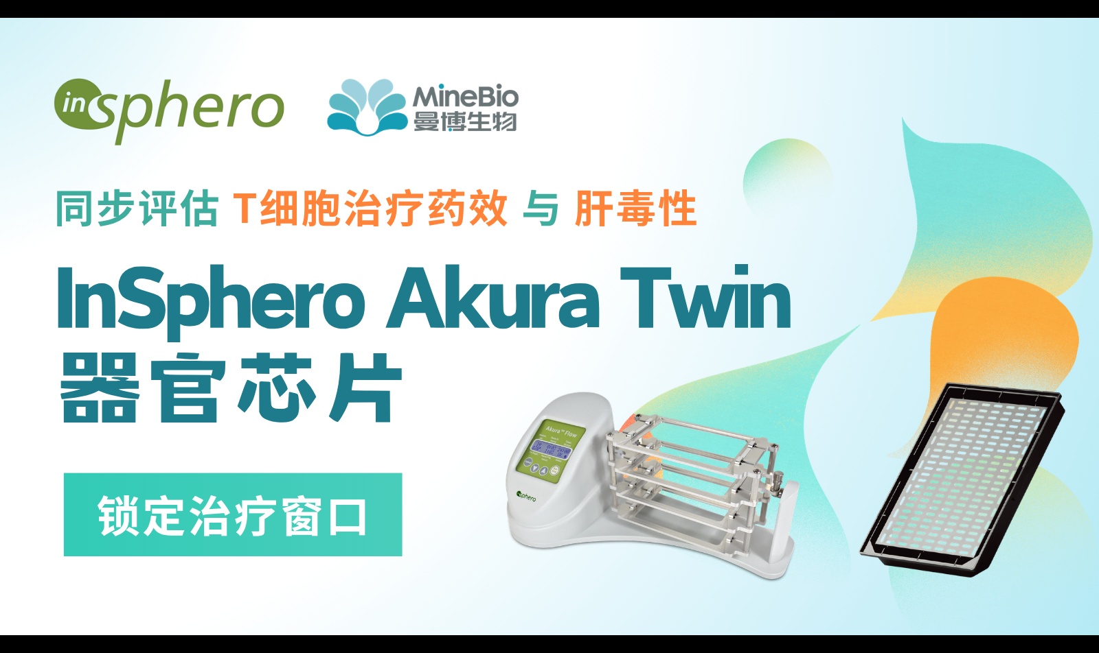 器官芯片联合评估BiTE药效与肝毒性|Akura Twin