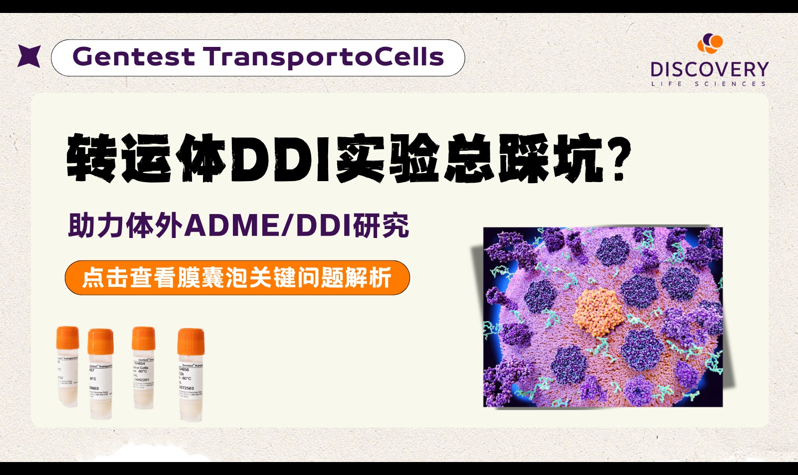 ABC转运体膜囊泡实验怎么做？MDR1、BCRP、BSEP及MRP2/3/4的DDI筛选与关键参数解析