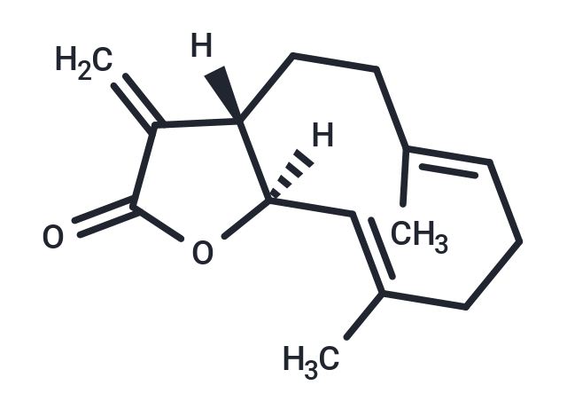 Costunolide: 多靶点调控凋亡与抗炎抗氧化的天然倍半萜内酯