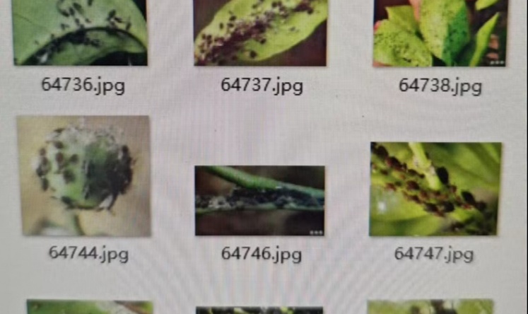 使用 YOLOv8 训练柑橘虫害分类检测 柑橘虫害数据集， 包括19个类别共7273张图像：