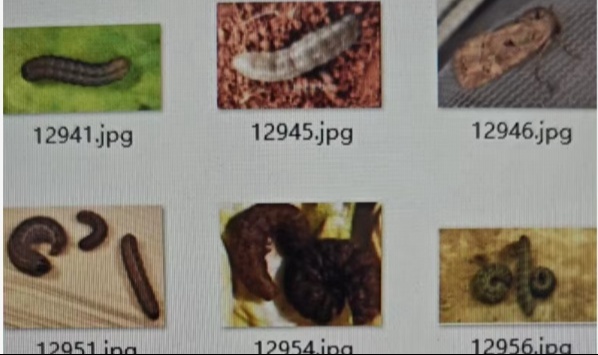 如何使用YOLOv8进行玉米虫害分类的数据集训练 玉米虫害分类数据集，包括13个类别共14015张图像
