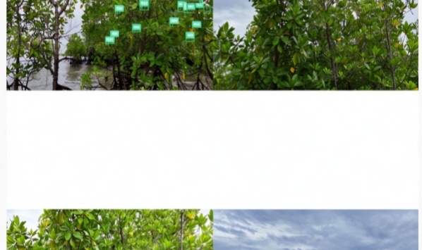 高分辨率无人机红树林植株检测数据集｜3类目标，YOLO/VOC/COCO多格式标注