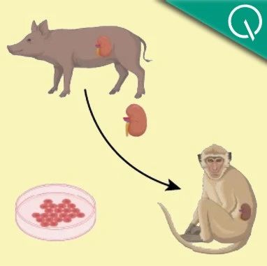 移植猪肾猴子成功存活两年！Nature发布跨物种器官移植最新成果