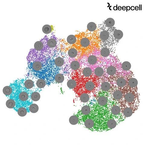 Deepcell 发布首个单细胞形态学数据集