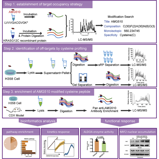 图 4. Global profiling of AMG510 modified proteins identified tumor suppressor KEAP1 as an off-target[22]