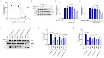 图. The alignment of the VP2 amino acid sequences of CVB3 and EV-A71