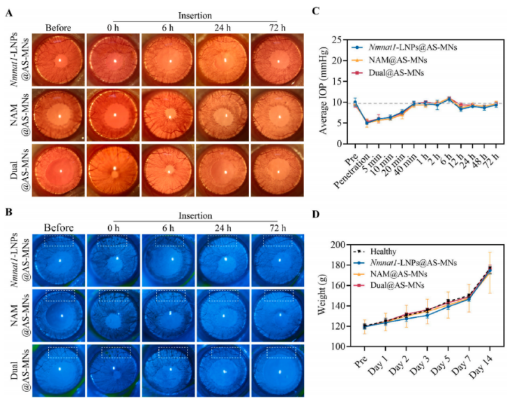 图 In vivo biocompatibility of AS-MNs implantation.