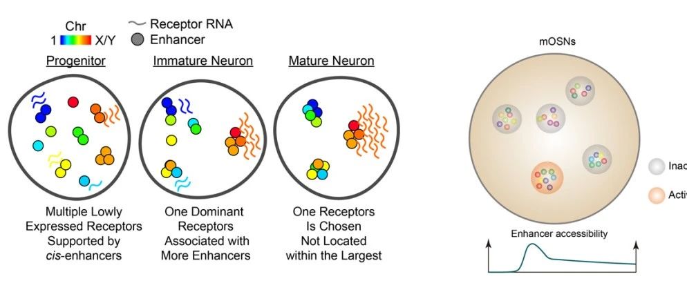 Nat Methods | 谢晓亮课题组开发单细胞联合三维基因组和转录组测序技术解析嗅觉受体选择机制