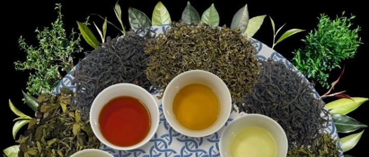 Nature Plants | 基因组所张兴坦团队合作构建茶树泛基因组，助力基因组辅助育种