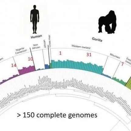 Nature|239个灵长类动物基因组的比较揭示了CRE元件的进化