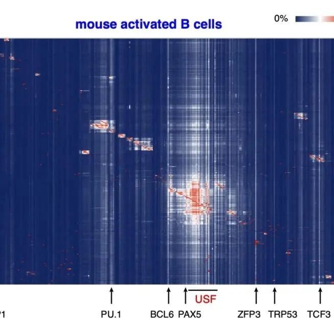 Mol Cell | 赵永兵等发现“Stripe”转录因子帮助其它转录因子结合到DNA上并保持基因组调控区域染色质的开放性